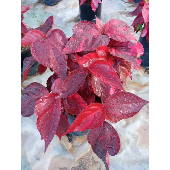 Plantas, Ornamentales,matas, Capa Roja, Alcalifa 