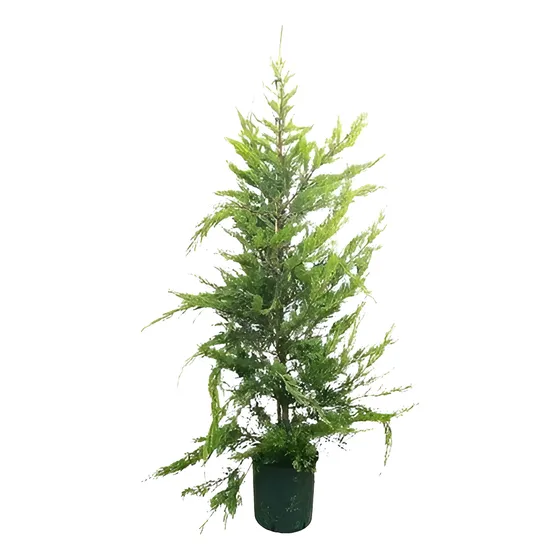 Plantas Pino Cypres Lambertiana X 10 Unid Cerco Vivo 3l