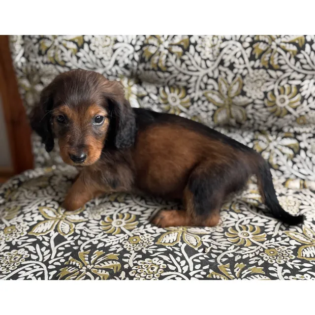 Cachorros Perro Salchicha