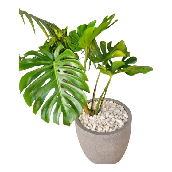 Planta Monstera ( Esqueleto De Caballo Con Maceta !!
