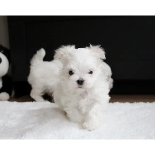 Cachorros De Raza Bichon Maltes Machos