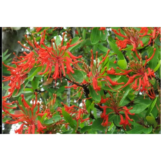 Semillas Notro, Arbol Nativo (embothrium Coccineum)