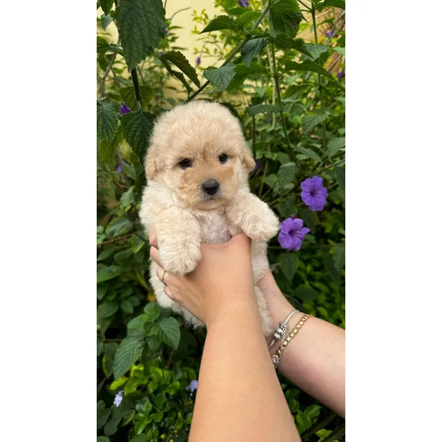 French Poodle Tacita Macho Listo P Entregar Precio Negociabl