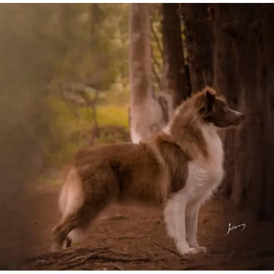Border Collie Preto E Branco Com Pedigree