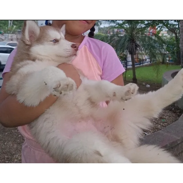 ,husky Siberiano Gentil, Inteligente, Sociable, Cariñoso,