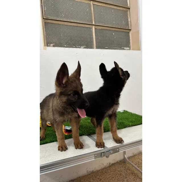 Cachorros Pastor Alemán Machos Y Hembra Con Pedigree