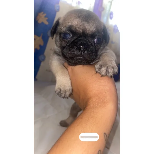 Pug Cachorro