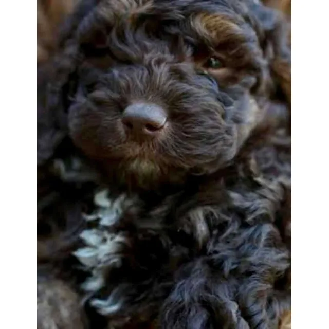 Goldendoodle Cachorros Mini-size Hermosisimos Chocolatebrown