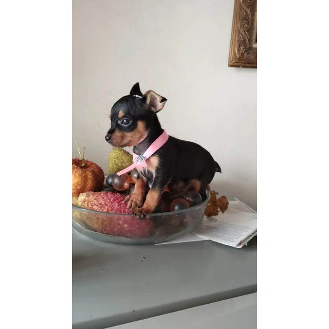 Cachorra Pincher Bolsillera Hembra