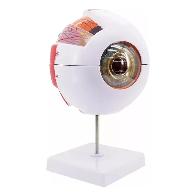 Modelo De Olho Ampliado 6 Vezes