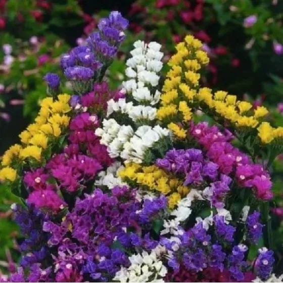 Semillas De Flor De Statice Sinuata ( Limonium) Mix De Color