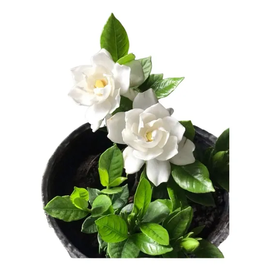 Plantas Jazmin Kimura Oferta!! Cuatro Estaciones 3lts