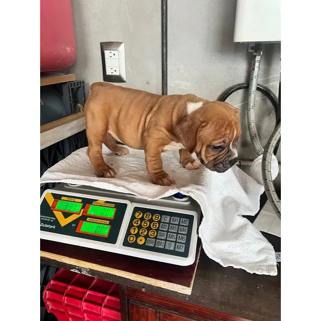 Cachorros Bully Exotic