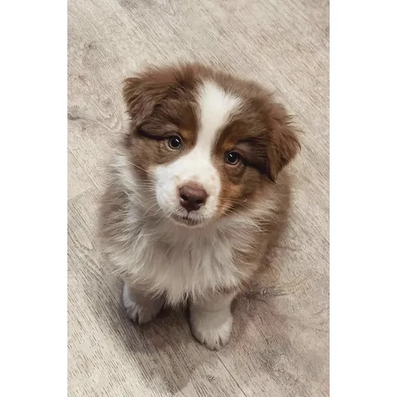 Cachorros Border Collies Chocolates
