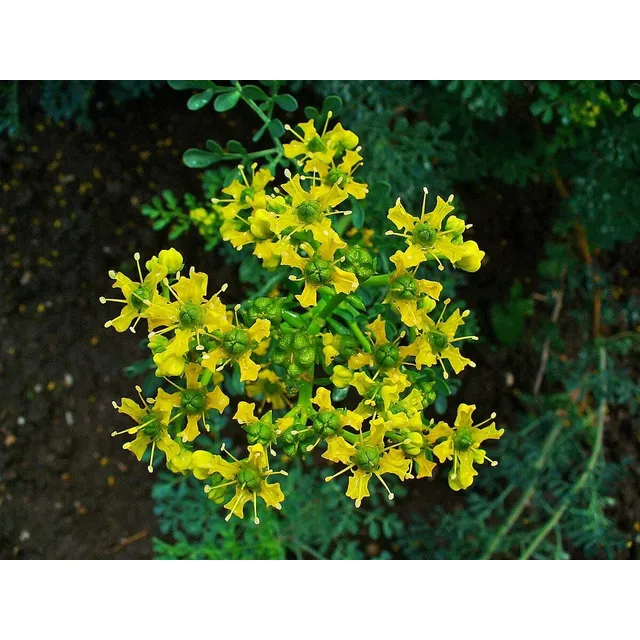 Semillas Ruda Planta Aromatica Medicinal Infusion Té Mata