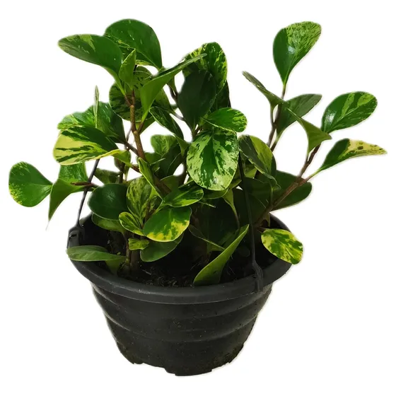01 Vaso Peperomia Magnoliifolia Folha Dura Variegata Rajada