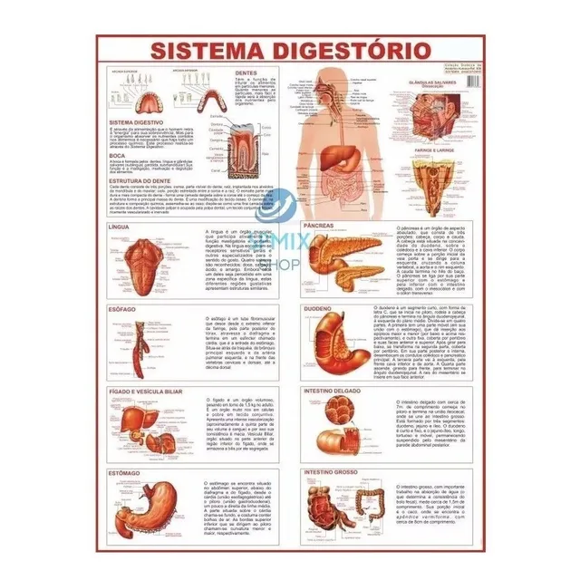Mapa Corpo Humano Sistema Digestório 120 X 90 Cm