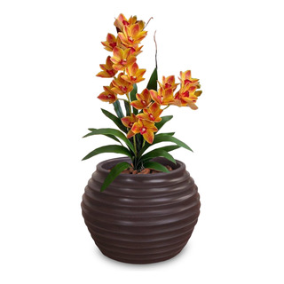 1 Vaso Flor Aroma Lobelia Bromelia Orquidea Rara Muda 15x20 1 Vaso Flor Aroma Lobelia Bromelia Orquidea Rara Muda 15x20
