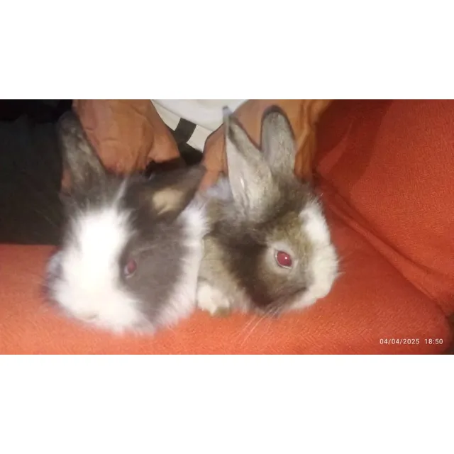 Conejos Cabeza De León Para Reproducción O Para Mascotas