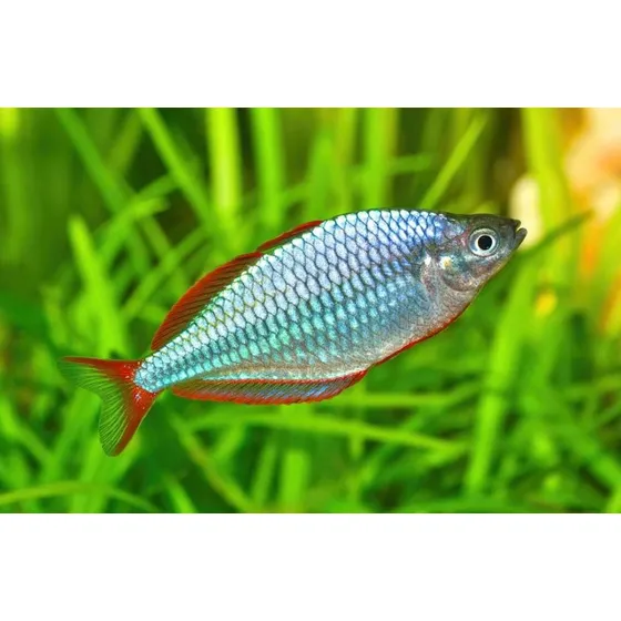 Peixe Arco Íris Neon (melanotaenia Praecox) Pact Com 3