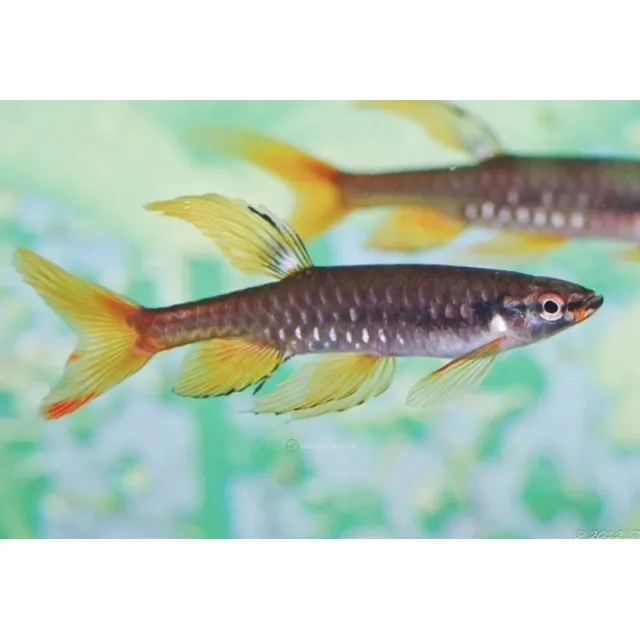Pez Tetra Salpicador (copella)
