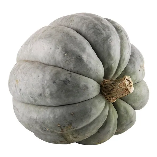 10 Semillas De Zapallo Gris Plomo - Premium
