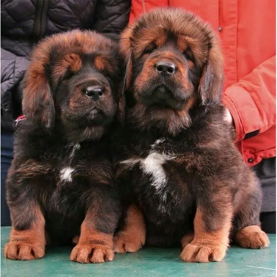 Preciosos Cachorros Mastín Tibetano Perros Colombia Cali