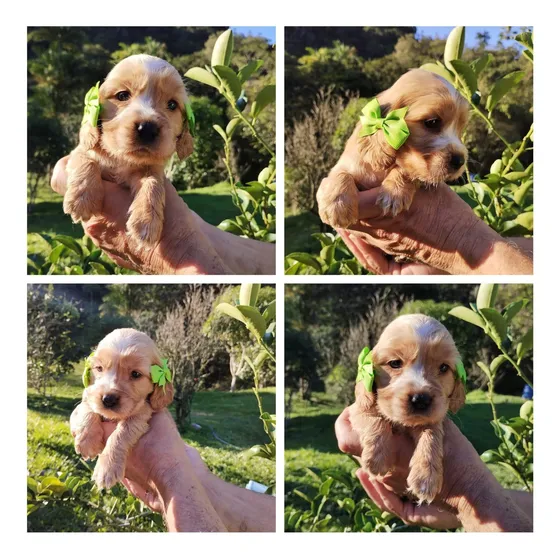 Filhote De Cocker Spaniel Inglês Fêmea