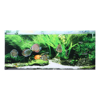 Póster Adhesivo De Pvc Con Fondo De Pecera De 61 X 41 Cm, Fo Póster Adhesivo De Pvc Con Fondo De Pecera De 61 X 41 Cm, Fo