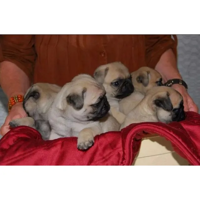 Pug Carlinos Macho Corto