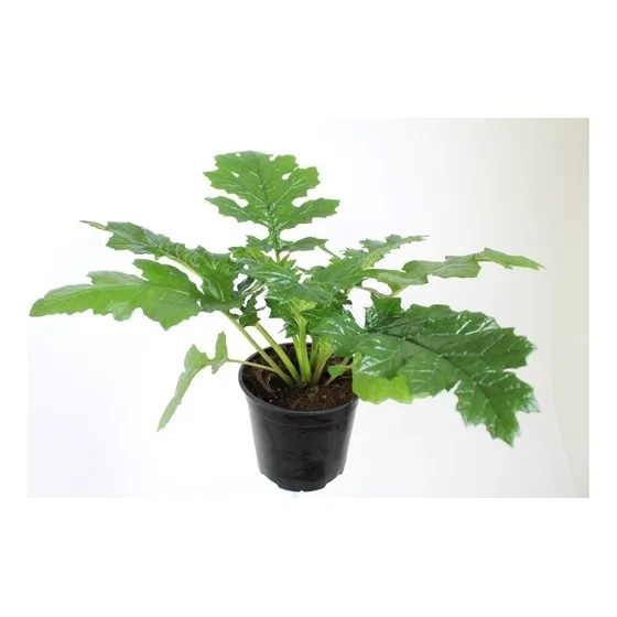 Planta De Acanthus Mollis Cucaracha