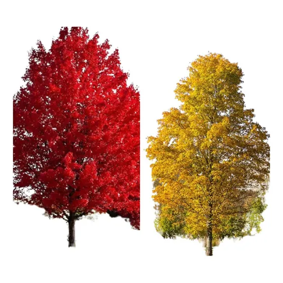 Kit 1 Muda Red Maple + 1 Muda Maple Syrup Silver