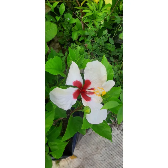 Cayenas