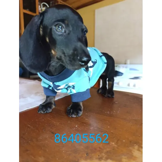 Perro Salchicha Negro Fuego