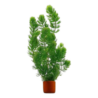 Cola De Zorro Planta Acuática 2 Porciones Cola De Zorro Planta Acuática 2 Porciones