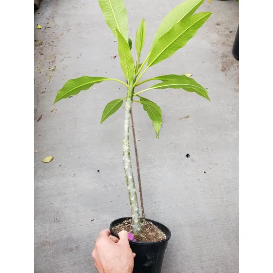 Lirio' Plumeria Petalo Blanco Centro Amarillo Oscuro