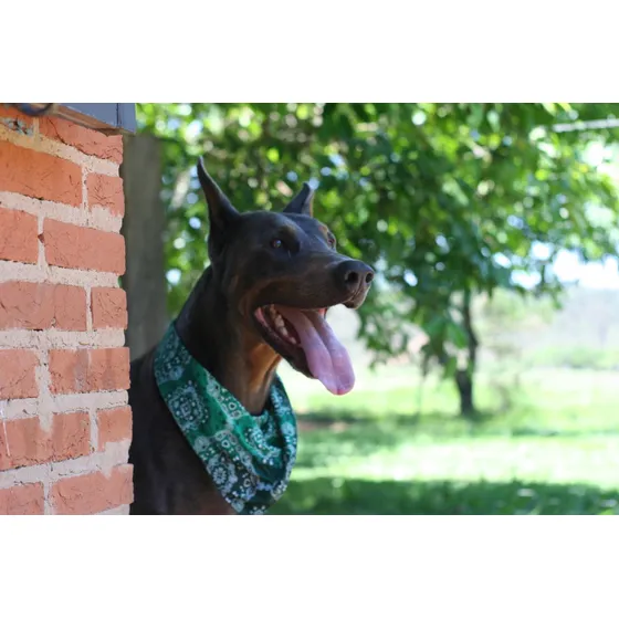 Filhotes Dobermann Puros C/pedigree Cbkc- Linhagem Vencedora