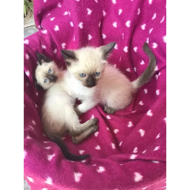 Gato Gatitas Siames Hembritas - Hermosas !!! Consulte