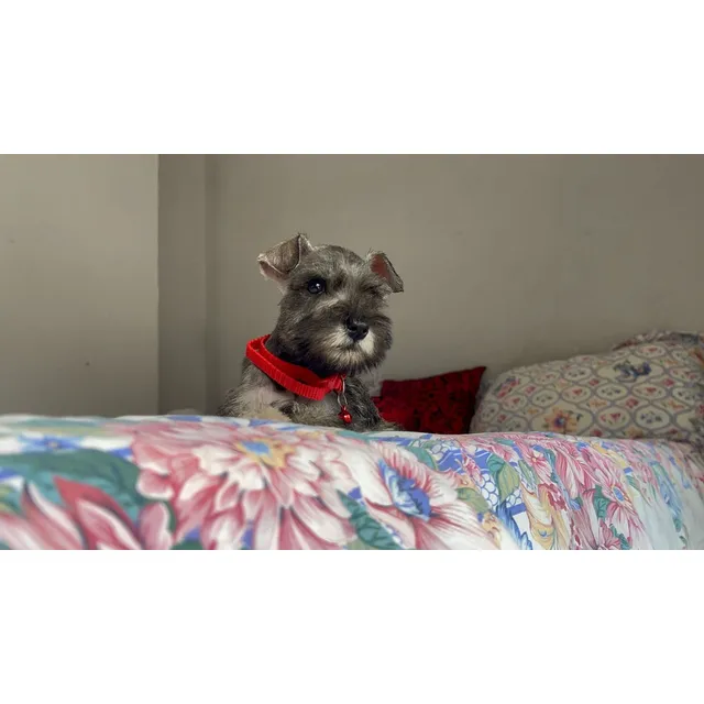 Cachorra Schnauzer