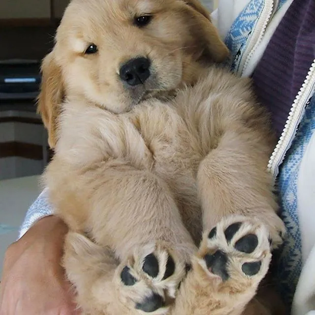 Cachorros  Golden Retriever Cali Medellin Bogota