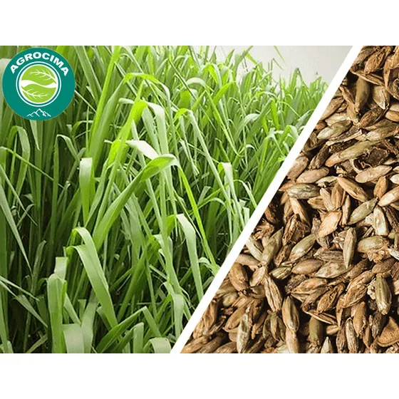 Semilla Pasto Panicum Maximun Mombasa Mombaza Saco 4kg