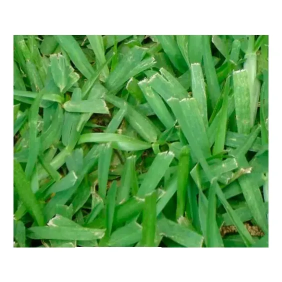 Cesped Natural Axonopus M2  Colocado En Mdeo (min 10m2)