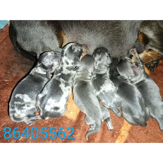 Perros Salchichas Para Reservar