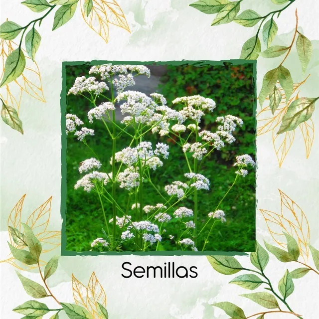 200 Semillas Orgánicas De Anís Pimpinela
