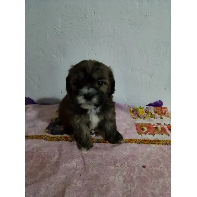 Mini Poodle Negro Con Blanco