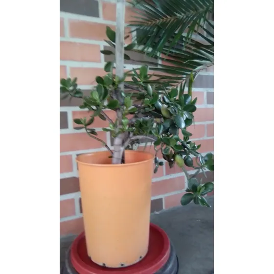 Matas De Jade Semi Bonsay