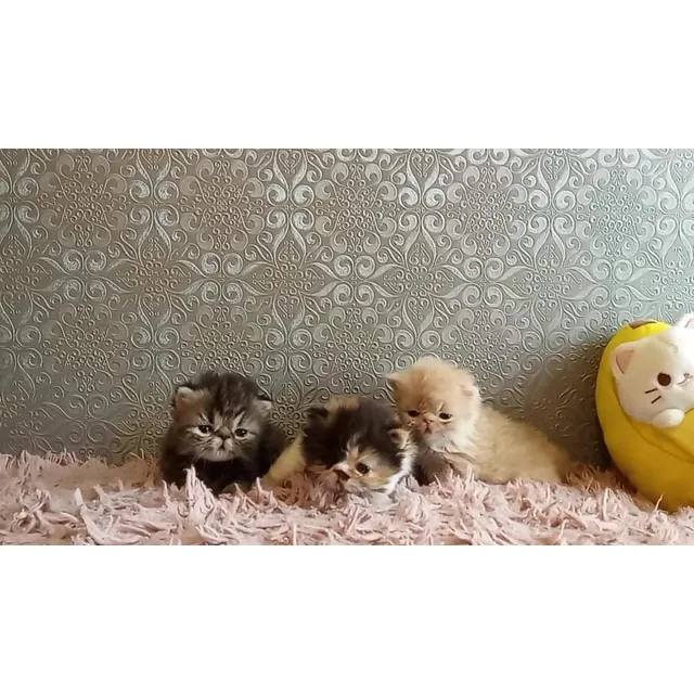 Gato Persa