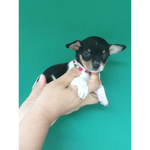 Cachorra Pincher Mini Vaquita