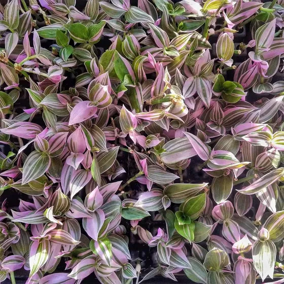 Wandering Jew Lilac Planta Casa Rara Maceta 2.6 In