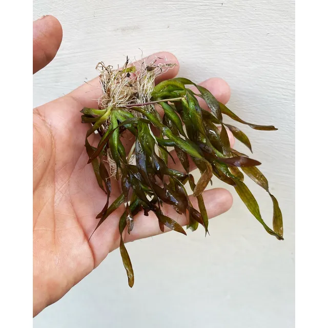 Vallisneria Spiralis Red Planta Para Acuario
